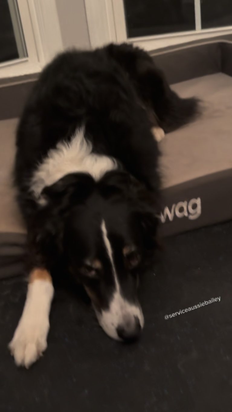 WATCH:  Dog looks guilty hiding fishy evidence