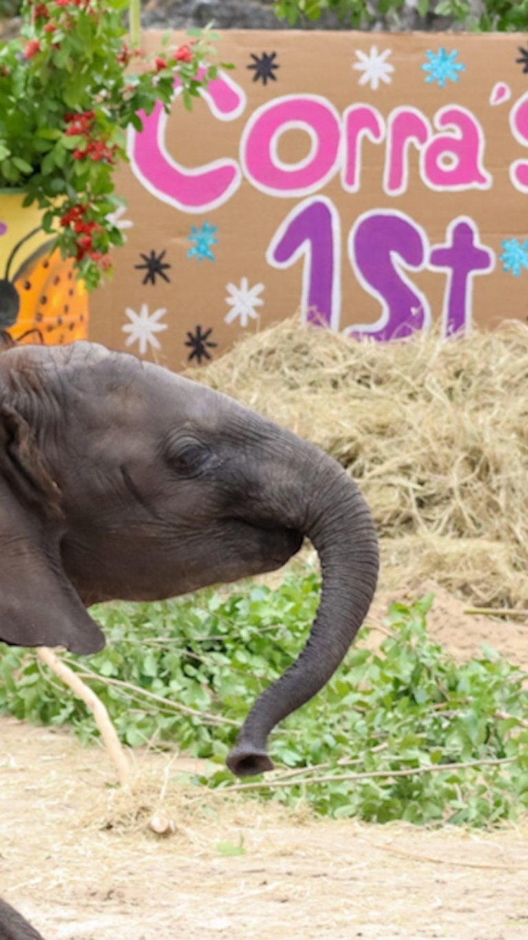 WATCH:  Watch Disney's baby elephant celebrate her 1st birthday