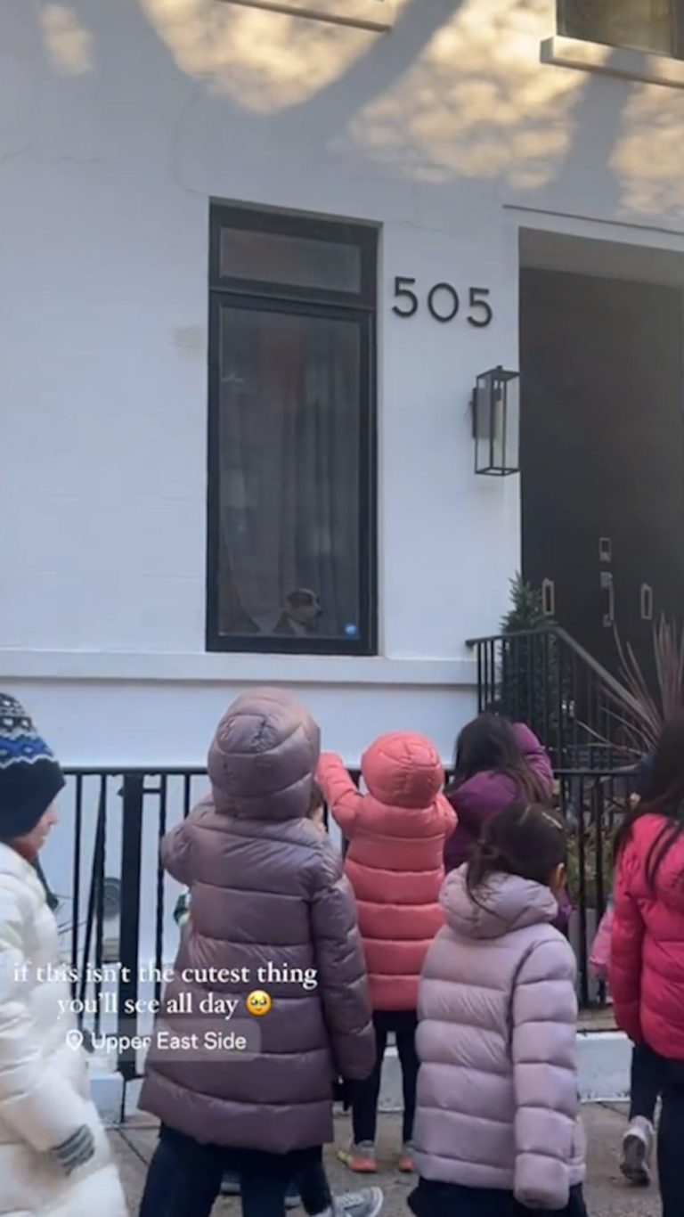WATCH:  Entire class stops to wave at dog in window during NYC walk
