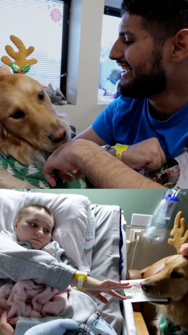 Video Adorable golden retriever therapy dog brings holiday cheer to Houston hospital