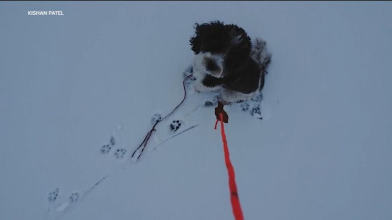 WATCH:  Drone owner helps save dog from frozen lake