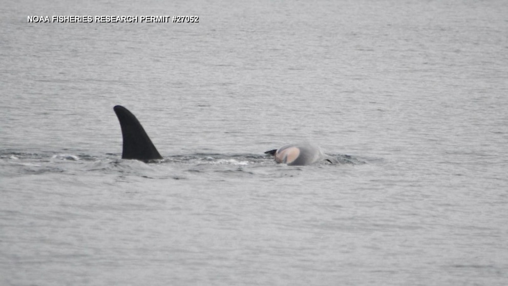 Video Mother whale caught in apparent act of mourning for dead calf