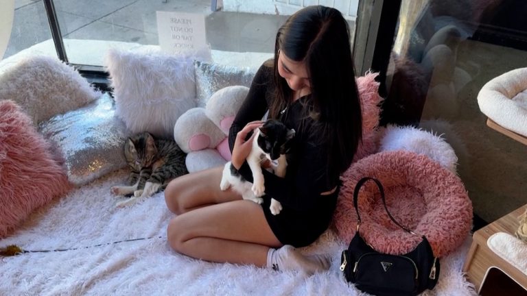 Video LA cat cafe offers free cuddle sessions for anyone impacted by fires