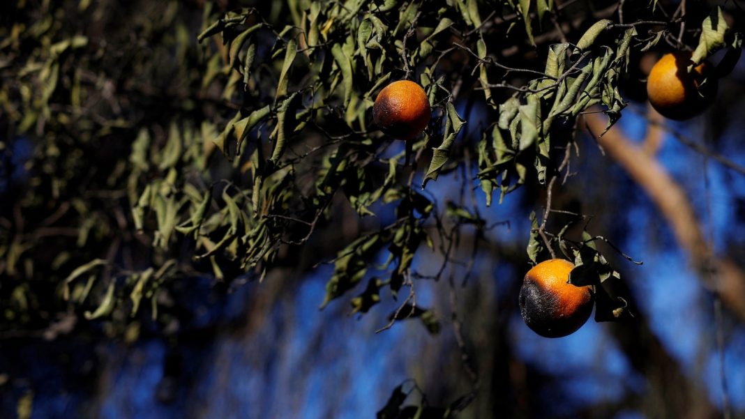 How LA fires impact farmers and agriculture industry