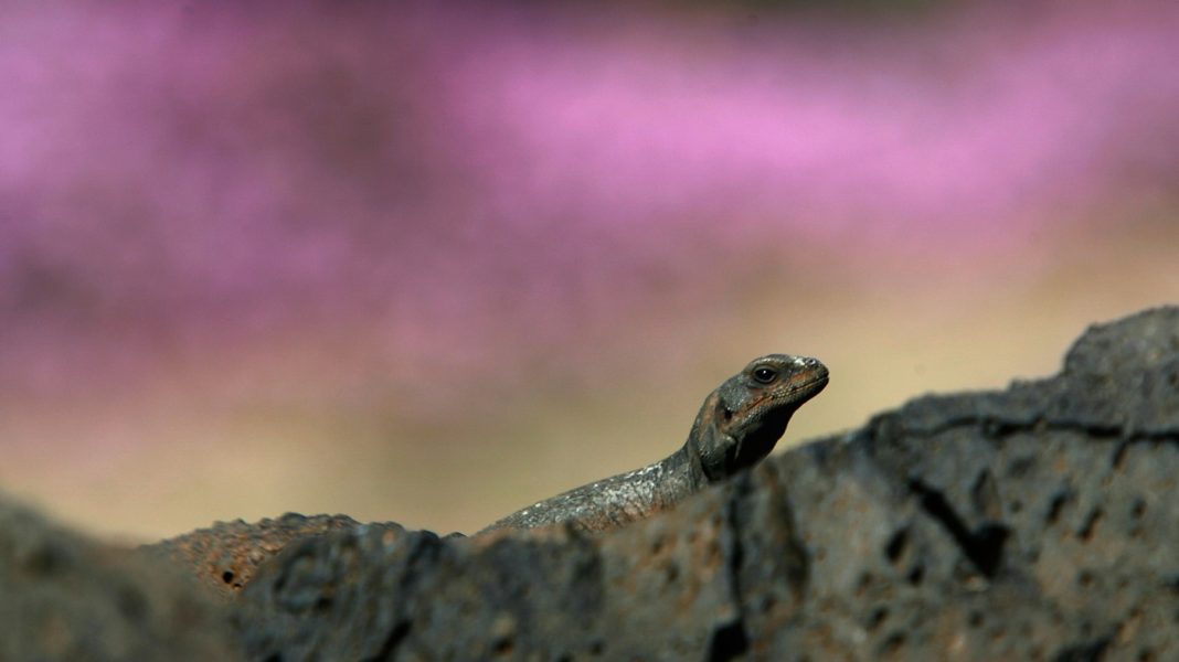 Biden sets a conservation record, adding 2 national monuments in California : NPR