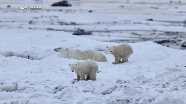 Video Polar bear mom adopts cub during migration