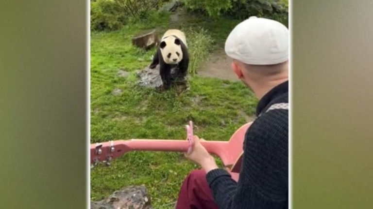 WATCH:  Meet the musician whose audience is the animal kingdom