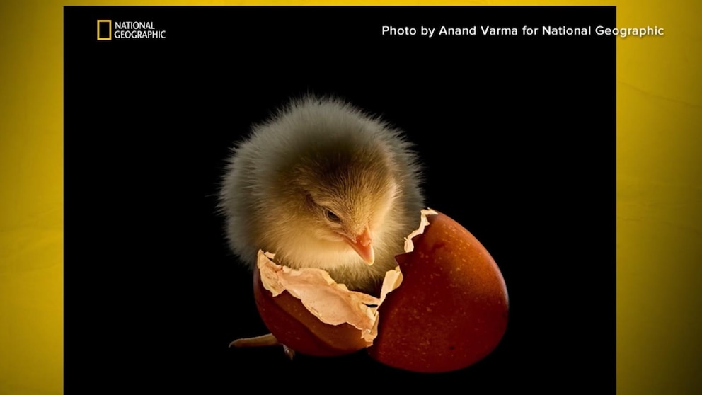 WATCH: A look at National Geographic's 'Picture of the Year'