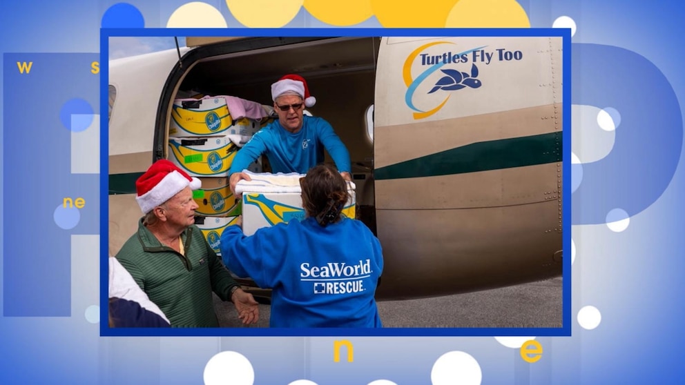 WATCH: Stranded turtles rescued and flown to warmer water