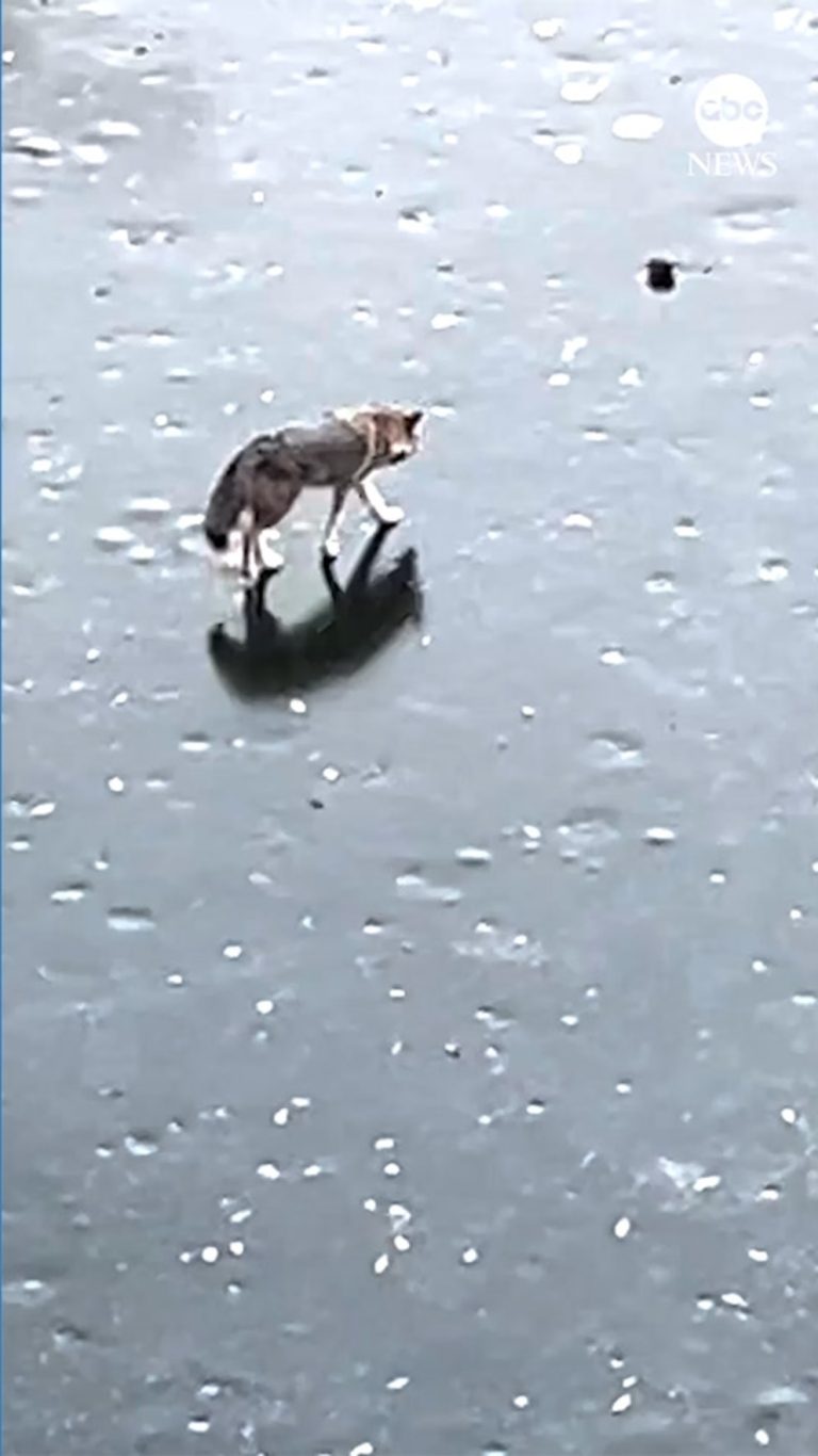 WATCH:  Coyote spotted chilling in New York’s Central Park