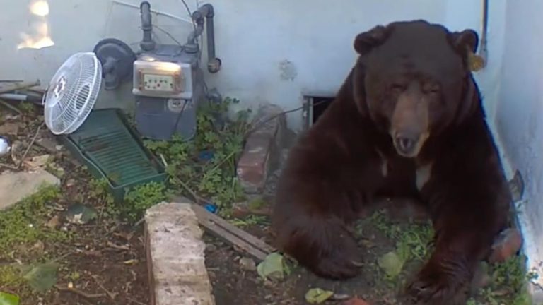 WATCH:  'It sounds like a dragon': Bear living under house won't leave