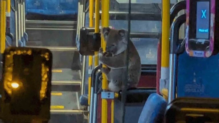 WATCH:  This adorable koala rode a public bus after being saved from the road
