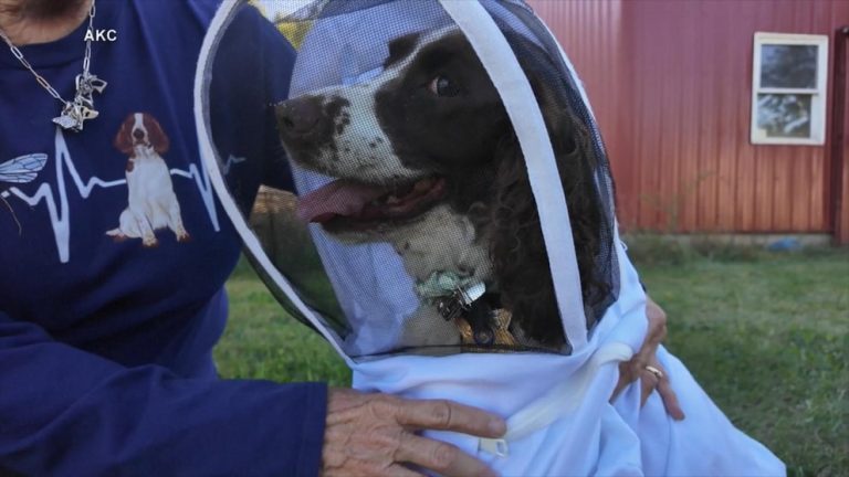 WATCH:  'Incredible dog' is sniffing to save the honeybees