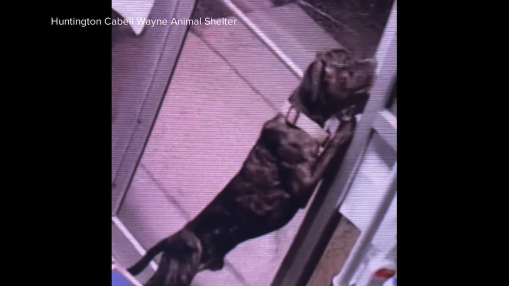 Video Dog makes great escape from West Virginia animal shelter