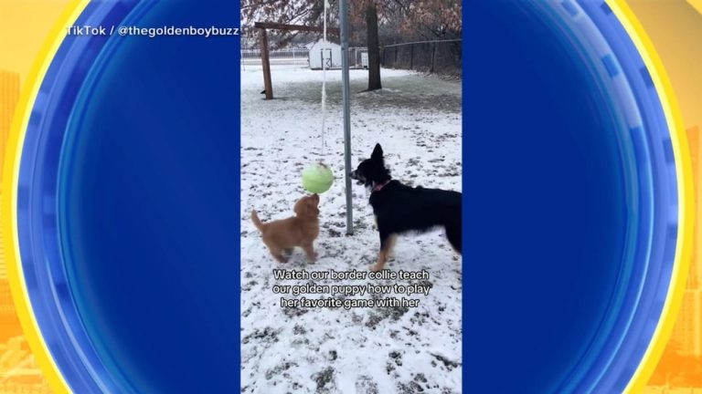 WATCH:  Dogs enjoying the game of tetherball