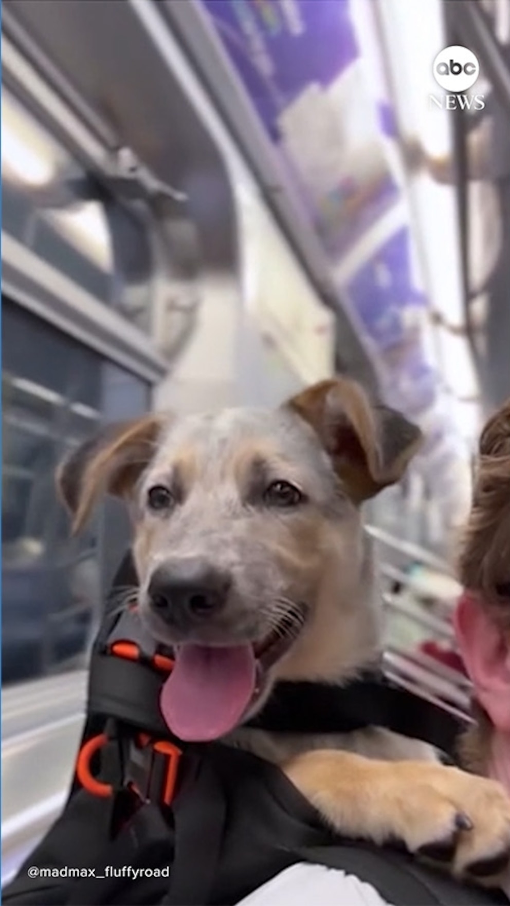 WATCH: Man using a backpack to help get dogs adopted