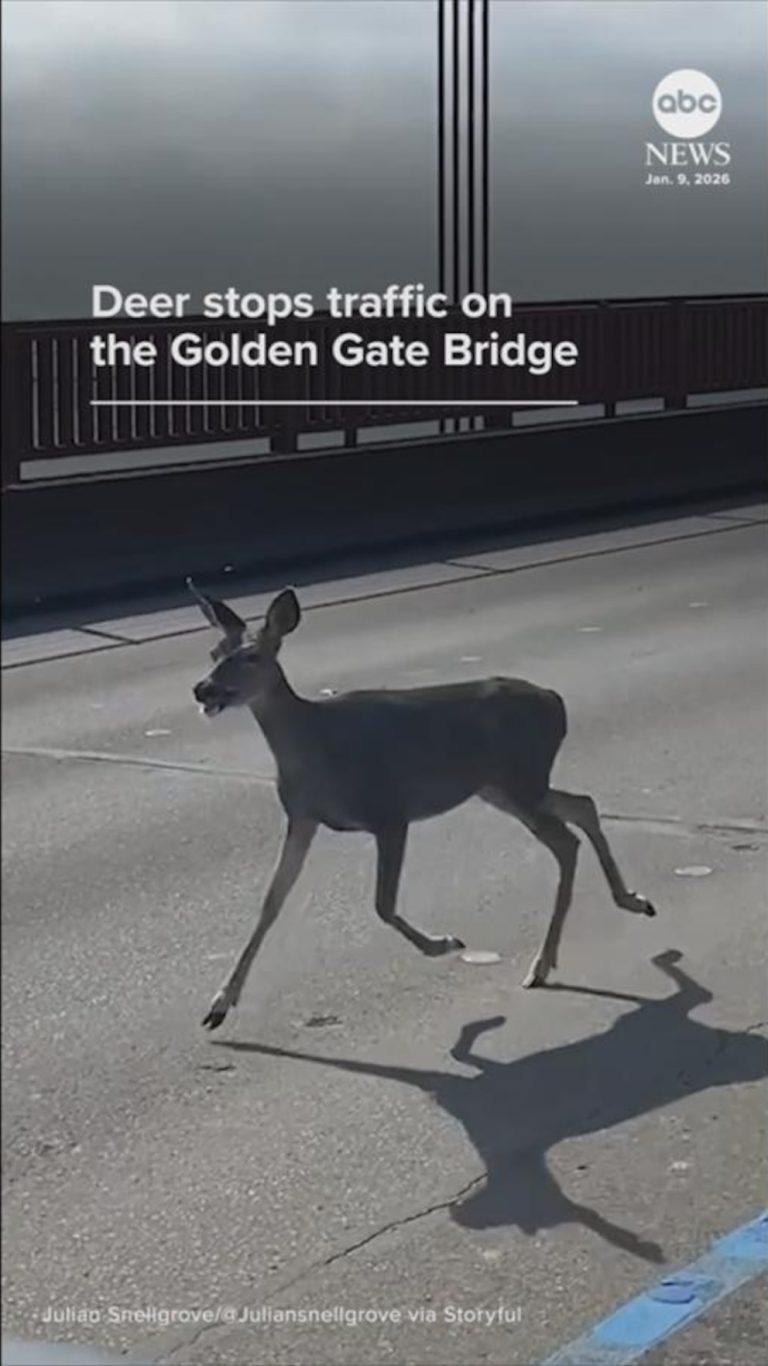WATCH:  Deer stops traffic on the Golden Gate Bridge