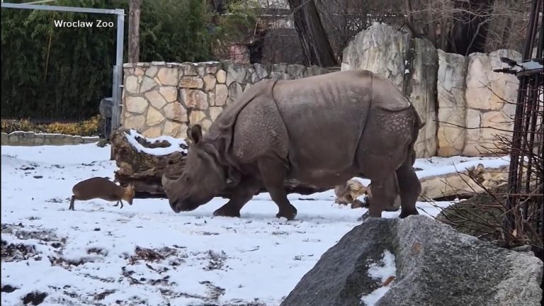 WATCH:  Tiny deer has face off with rhino