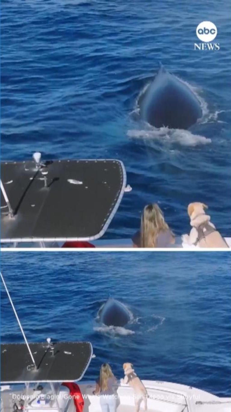 WATCH:  Seafaring dog greets whales and dolphins off the coast of San Diego