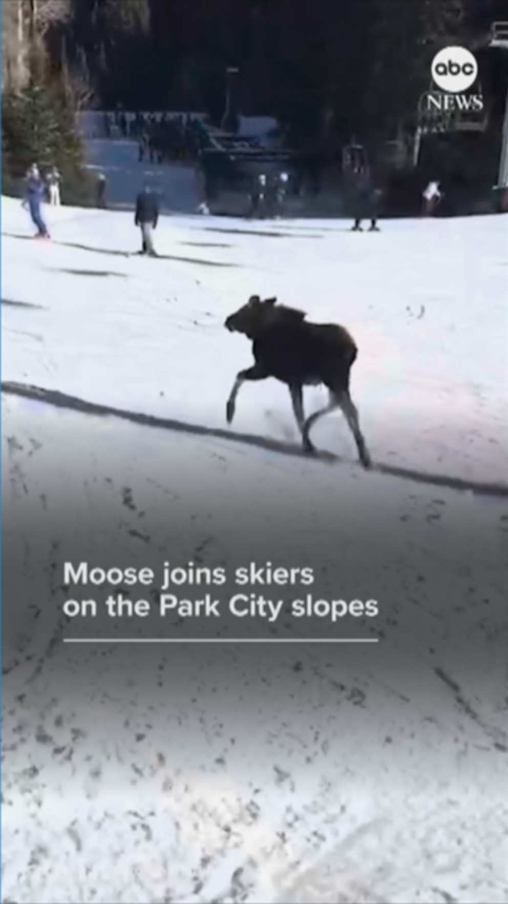 WATCH: Moose joins skiers on the Park City slopes