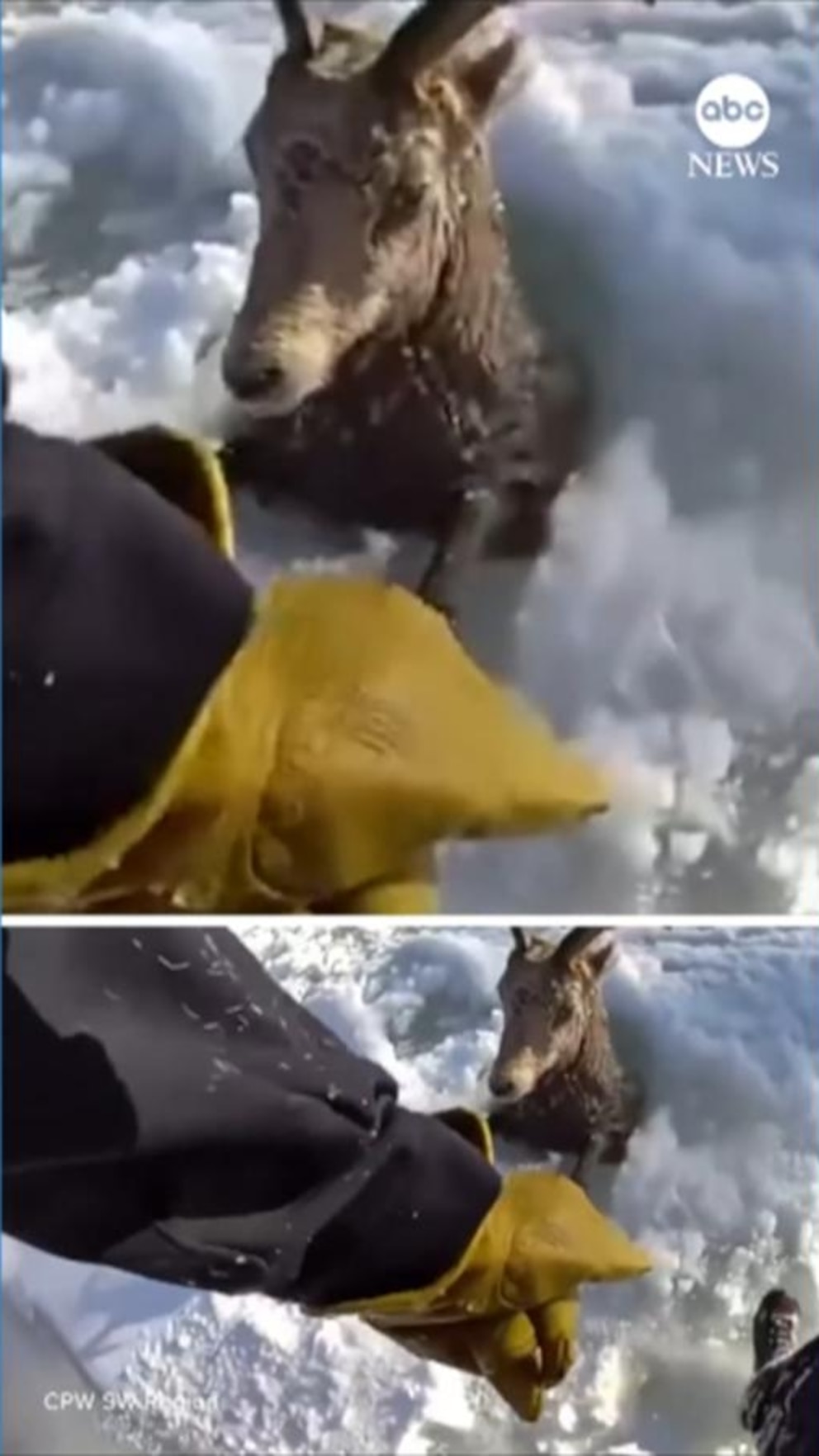 WATCH: Bighorn sheep rescued after falling into icy river in Colorado