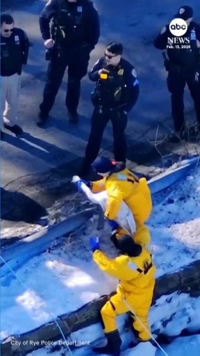WATCH:  Rescue crew saves swan stuck on frozen pond