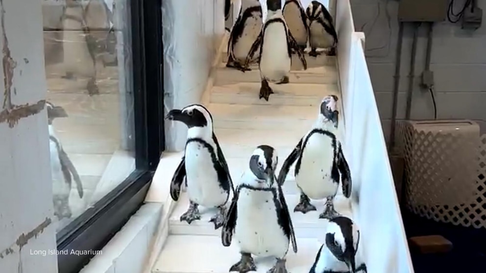 WATCH: David Muir explains why brutal cold brought endangered penguins in from outdoors