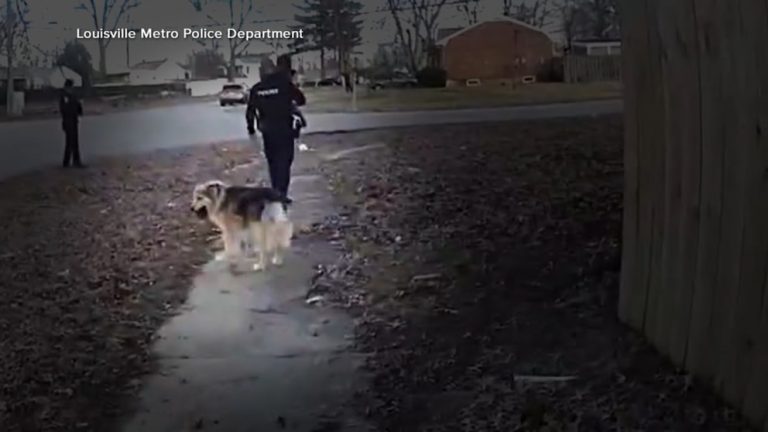 WATCH:  Real-life Lassie helps find missing boy