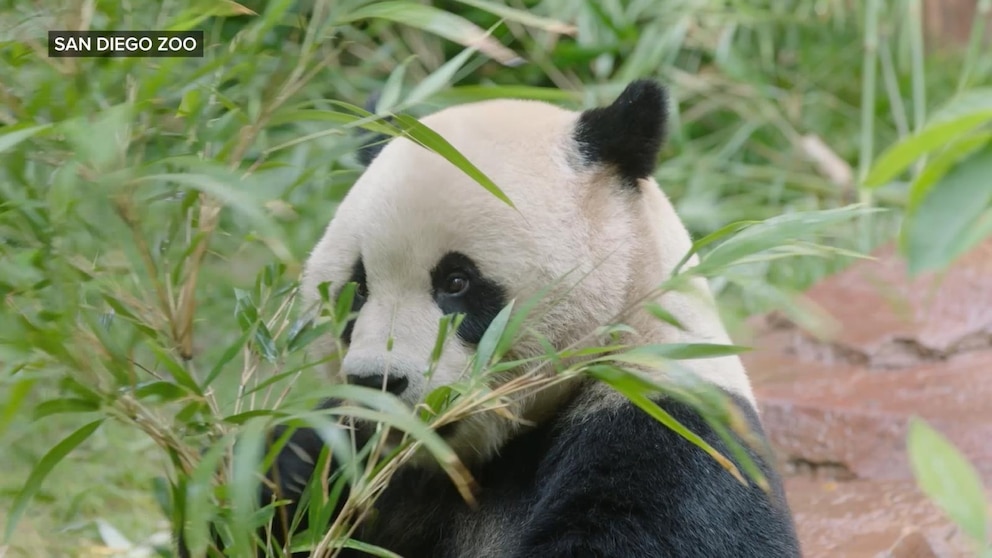 WATCH: Exploring the delights at San Diego Zoo