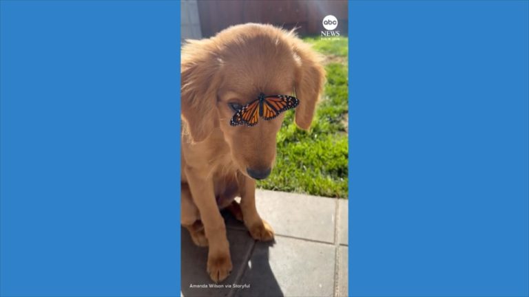 WATCH:  Golden retriever puppy perplexed by butterfly perched on its face