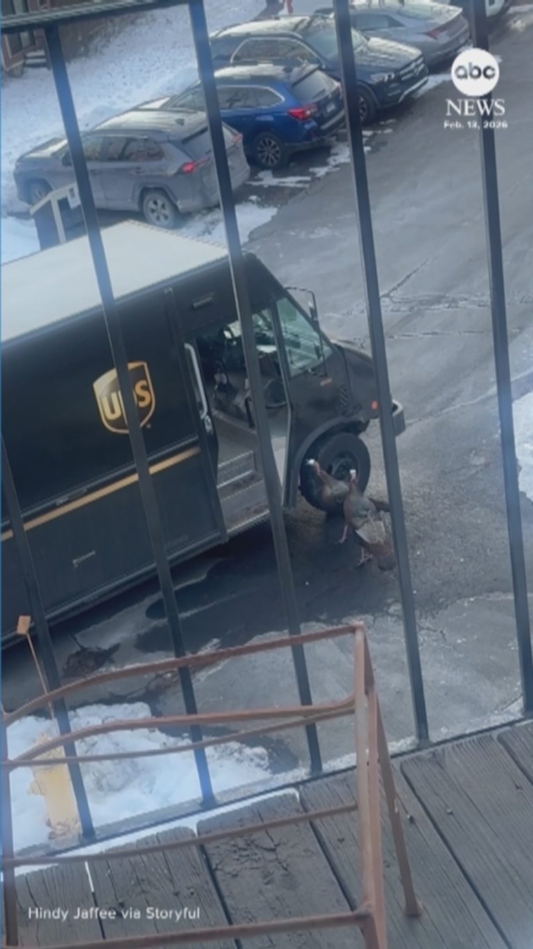 WATCH:  UPS driver terrorized by wild turkeys in Connecticut