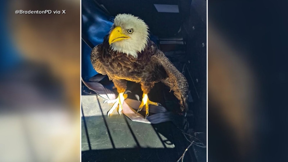 WATCH: Bald eagle rescued on Presidents Day