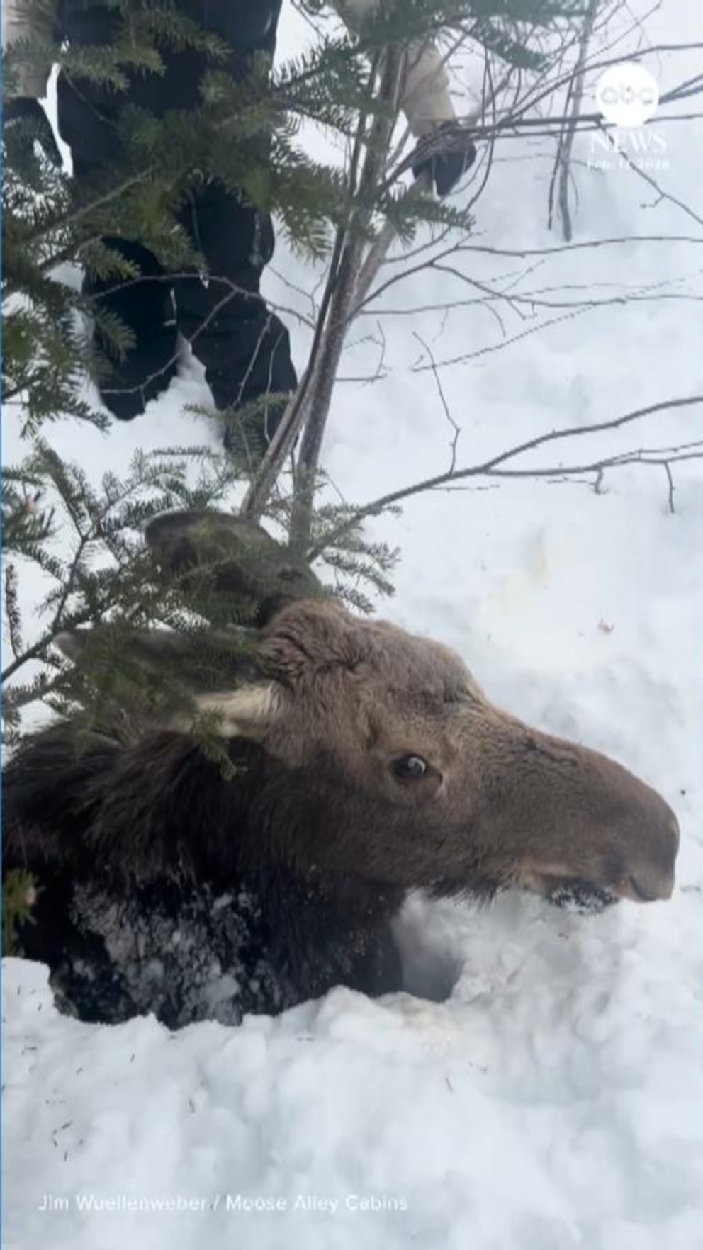 WATCH: Snowmobilers rescue moose from deep snowbank