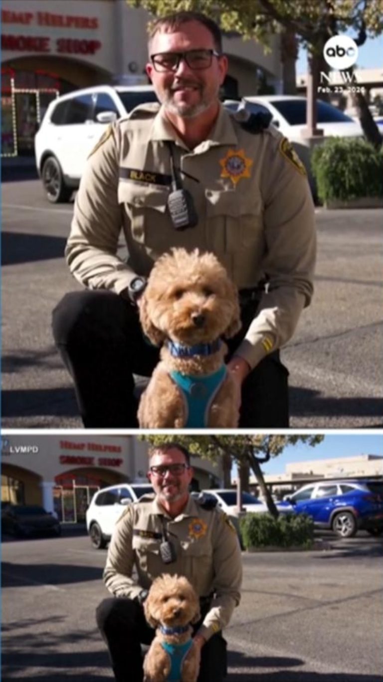 WATCH:  Dog abandoned at Las Vegas Airport finds forever home