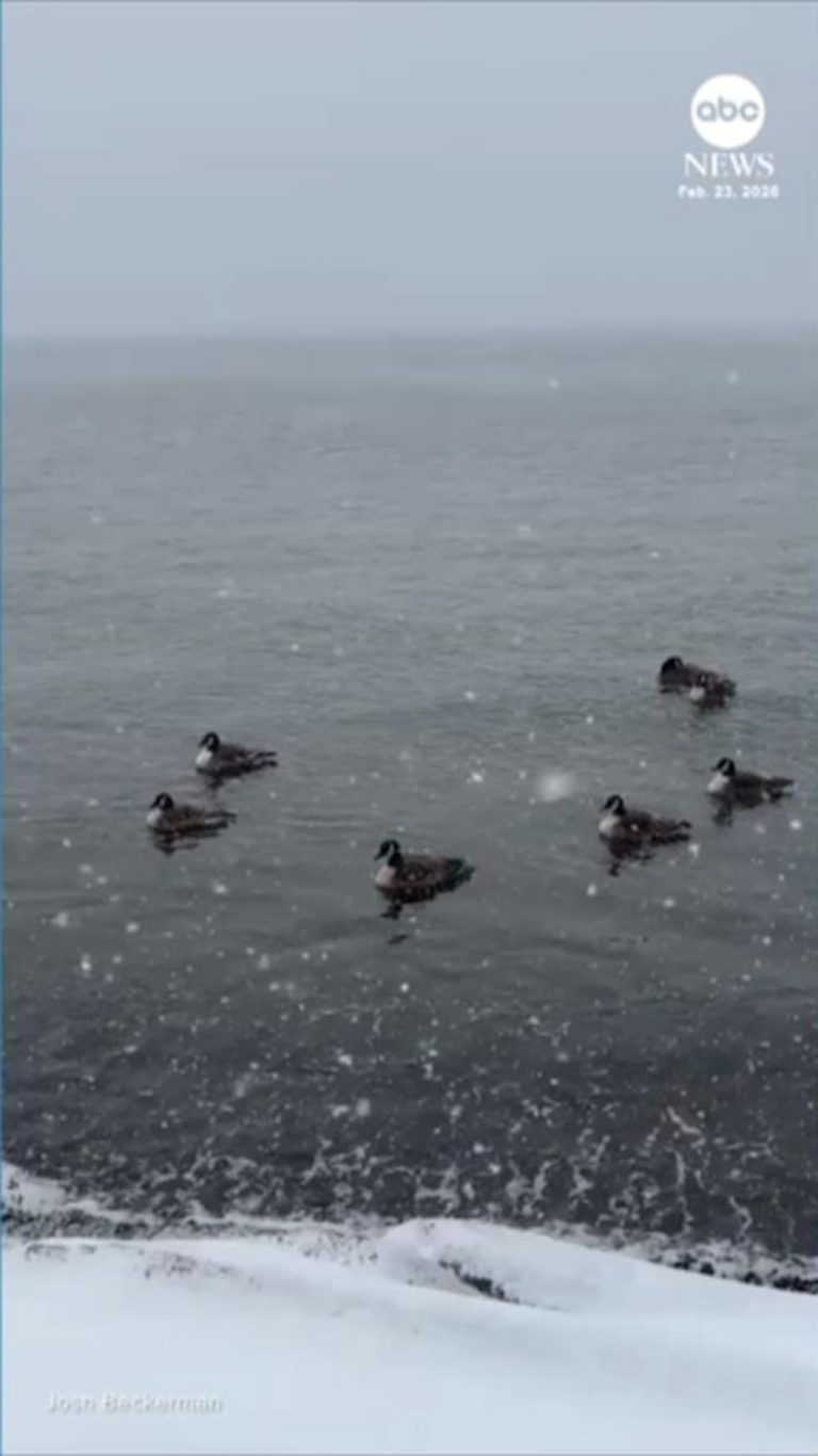WATCH:  Ducks float peacefully on Hudson River as blizzard hits the Northeast