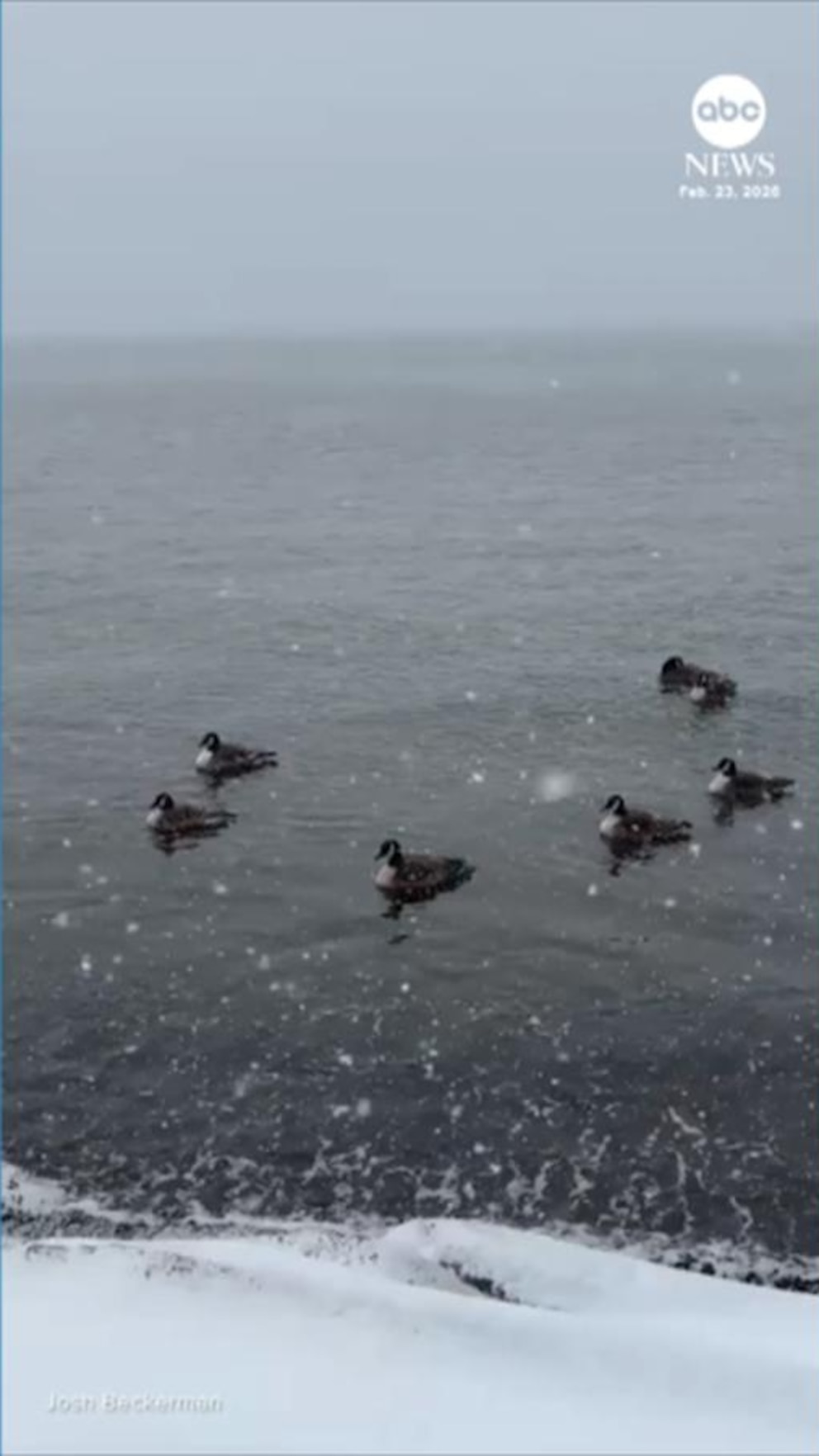 WATCH: Ducks float peacefully on Hudson River as blizzard hits the Northeast