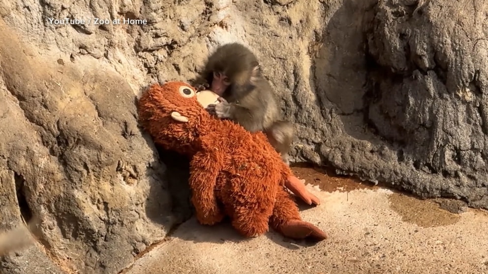 WATCH: Meet Punch the monkey