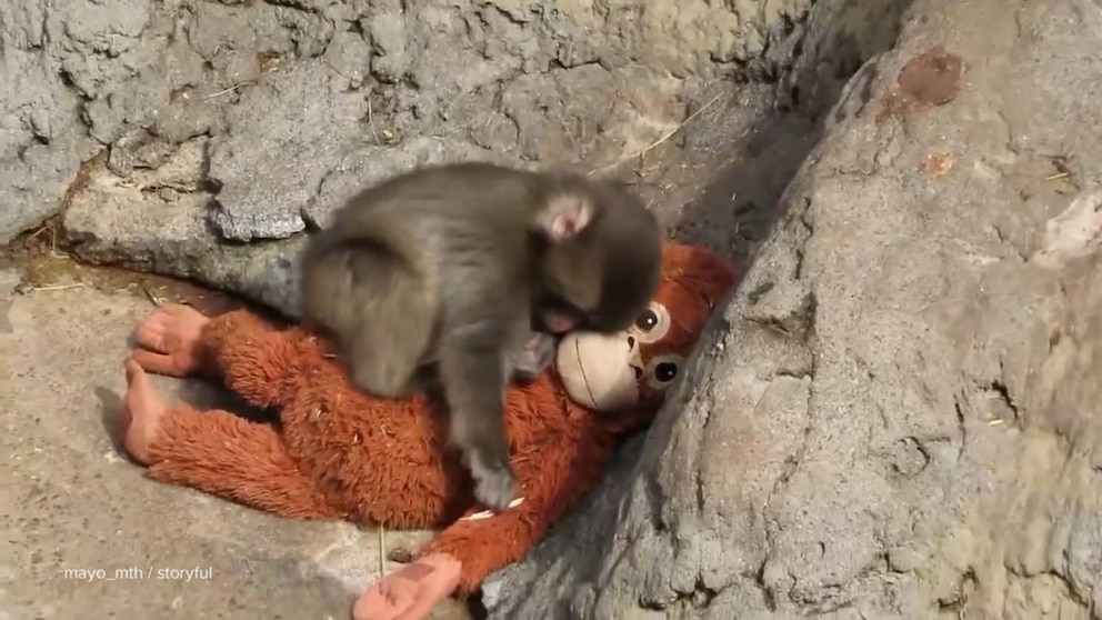 Video David Muir shares story of Punch, the monkey who found comfort in a toy orangutan
